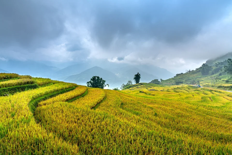 Kho gạo của Lê Văn Ân